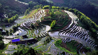 紫鵲界盛裝啟航，9月8日正式向游客開放，園區(qū)管理服務(wù)全面升級